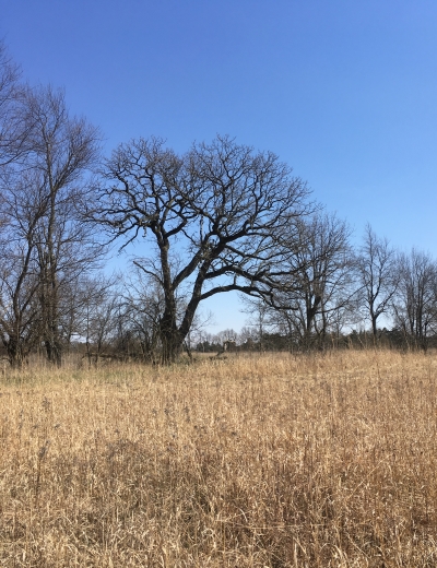 a-weathered-bur-oak-at-the-edge-of-a-field-at-pigeon-river-fish-and-wildlife-area.jpg